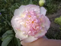 Rasberry Sunday 2.webp