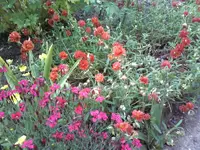 Sonnenröschen 3.webp