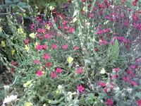 Sonnenröschen 4.webp