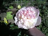 Rasberry Sunday 1.webp
