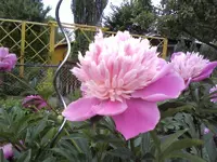 PR blüte 1.webp
