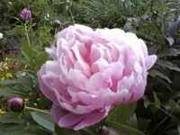 PR blüte 2.webp