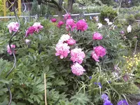26391.webp
