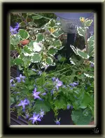 Weihrauch und Vinca Minor.webp