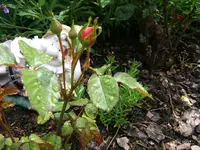 DSCF3525.webp