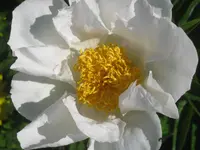 011.webp