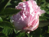 005.webp