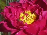 048.webp