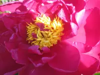 046.webp