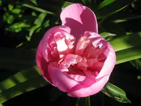 026.webp