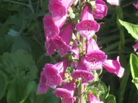 044.webp