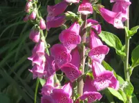045.webp