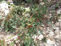 100_3791.webp
