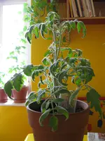 IMG_0743.webp