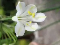 26485.webp