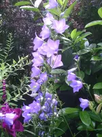 Glockenblume.webp