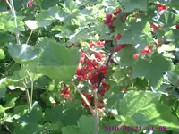 Johannisbeere.webp