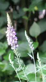 x113.webp