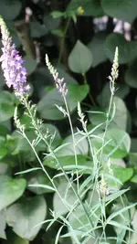 x114.webp