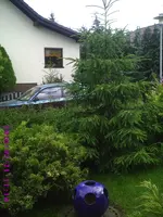 Tannenbaum.webp