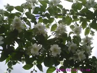 Jasmin1.webp