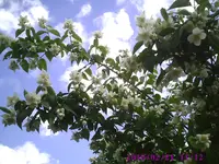 Jasmin2.webp