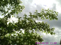 Jasmin3.webp