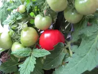 ersterote.webp