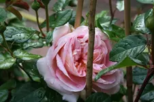 IMG_2036 - Kopie.webp