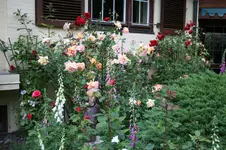 IMG_2037 - Kopie.webp