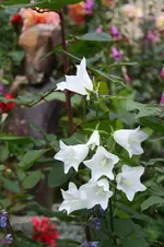 IMG_2042 - Kopie.webp