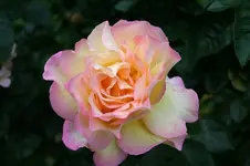 IMG_2043 - Kopie.webp