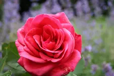 IMG_2045 - Kopie.webp