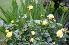 IMG_2049 - Kopie.webp