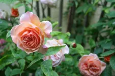 IMG_2052 - Kopie.webp