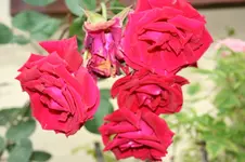 IMG_2054 - Kopie.webp