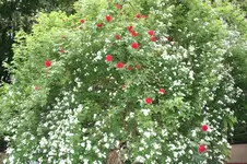 IMG_2057 - Kopie.webp