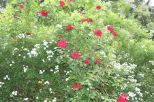 IMG_2059 - Kopie.webp