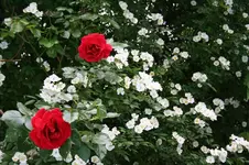 IMG_2060 - Kopie.webp