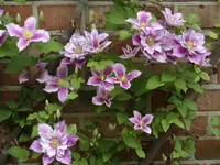 Garten 005.webp