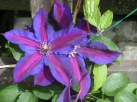 Garten 010.webp