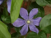 Garten 009.webp