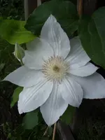 Garten 024.webp