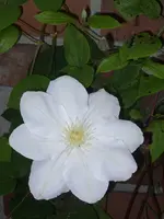 Garten 007.webp