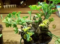 Geranien 079.webp