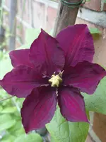 Garten 008.webp