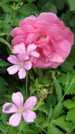 085.webp