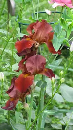 087.webp