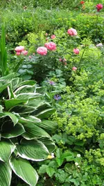juni2010 (8).webp