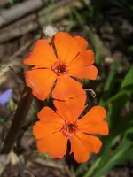 Garten 001.webp